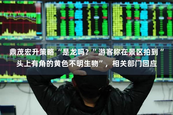 鼎茂宏升策略 “是龙吗？”游客称在景区拍到“头上有角的黄色不明生物”，相关部门回应